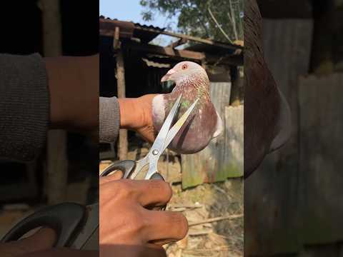 Kabutar 🕊️ Treatment 🤯👌 || #shorts #trending #pigeon #bangladesh