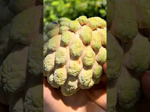 FARM FRESH SUGAR APPLE HARVEST | TREE RIPE SWEETSOP #farming #annona #experience