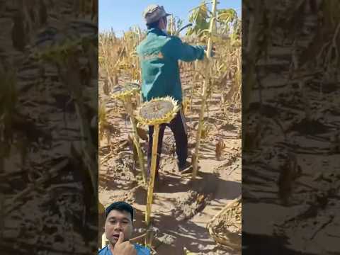 Harvesting sunflowers by hand in a very unique way. #agriculture #farming #satisfying #beautiful