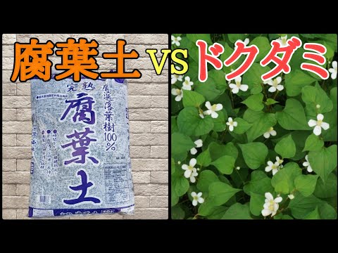 【雑草対策】庭のドクダミに腐葉土を使ったら凄い事が起こったので報告します。