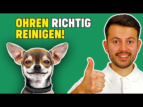 Ohrenreinigung beim Hund - wichtige Tierarzt Tipps!