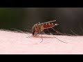 Understanding Mosquito Bites and Remedies