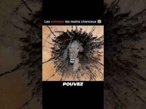 Les Morts d'Animaux les plus Tristes...