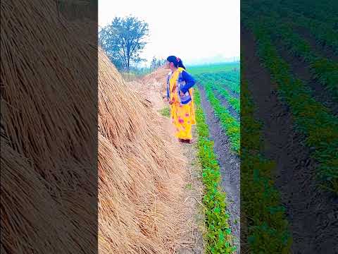 कस हो करेजा vidhya Bhauji #shorts #shortsvideo #youtubshorts