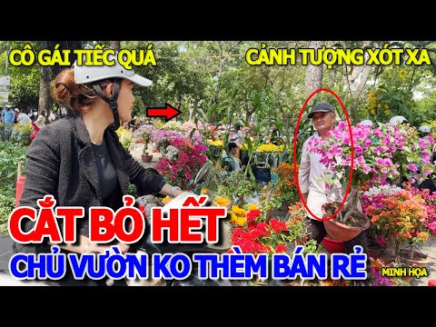 QUÁ XÓT XA - CHỦ VƯỜN RA TAY "CẮT BỎ" CÔ GÁI XINH ĐẸP KÔ KỊP TRẢ GIÁ - XỔ HOA TẾT BÁN ĐÀO RẺ THÚI