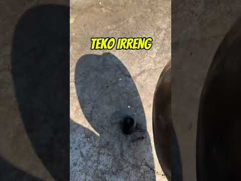 Teko ireng epep kembali lagi ges
