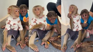 The two monkeys are at home eating happily