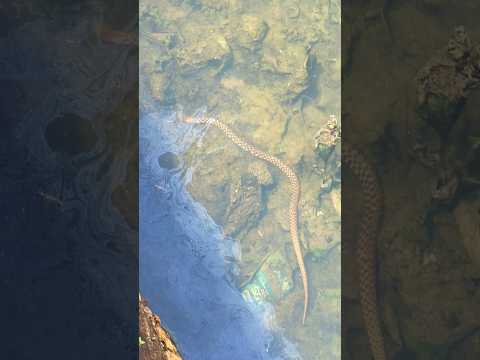 ഇത് എന്ത് പാമ്പ് 🥵🥵🐍🐍 #viralvideo #fishing #viral #snake #snacks #snackvideo