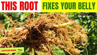 The ROOT that heals! #Arrowroot