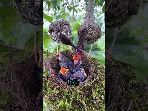 حياة الطيور #short #shorts #viralvideo #trend