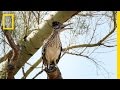 Roadrunner vs Rattlesnake Strategies