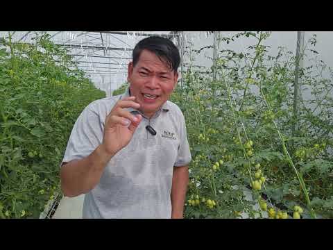 CHERRY TOMATO, FULL PACK ANG BUNGA #farming #farmer #gardening #farm