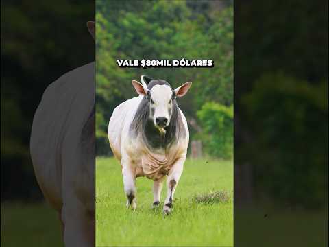 #ganado puro, todo lo que tiene que saber 🐮🤠 #nelore #ganaderia #brahman #vaca #toro #colombia