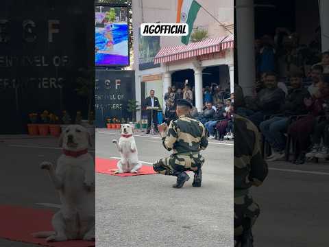 बोल नहीं 🔇 सकता लेकिन समझता तो हूँ 🧠 #dogshorts #dog #motivation