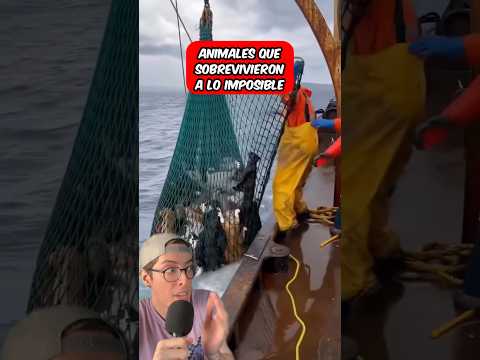 Animales Que Sobrevivieron A Lo Imposible 😰 #shorts