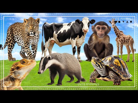 Farm Animal Sounds: Gibbon, Turtle, Giraffe, Leopard, Cow, Crocodile - Domestic Animals