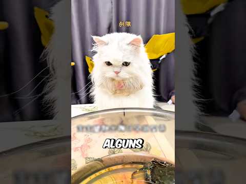 O Gato ENCONTROU Ovos! #curiosidades #incrível #animal #gatos