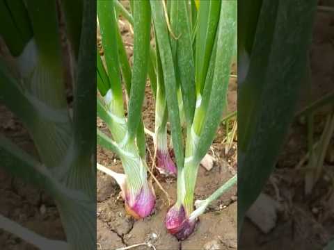 পেঁয়াজ চাষ অল্প খরচে বেশি আয় - #shortvideo #onionfarming #viralshorts #agriculture