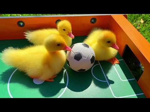 Ducklings in the pool, baby ducks, pig