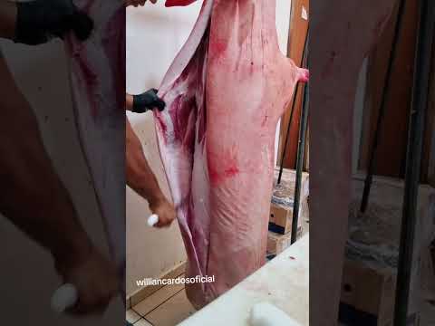 como está o toucinho desse suino #carnes #acougue #suino #toucinho #torresmo #roça #caipira