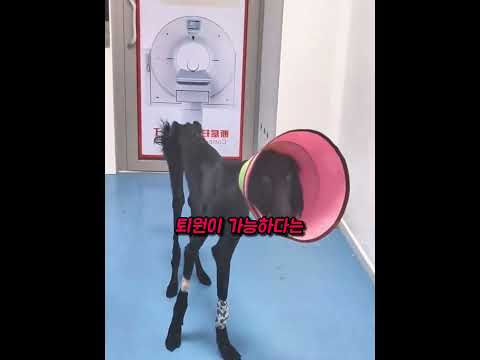 뼈만 남은 검은개 타이거, 평생 보디가드로