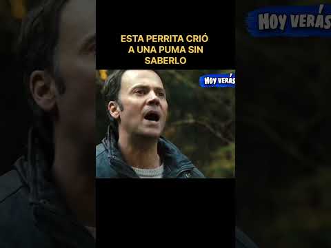 Crió un gato pero era un puma