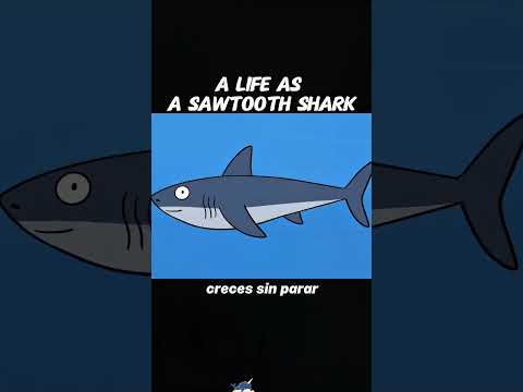 A life as a Megalodon#animals #Friendship #Us #cute #Rescue