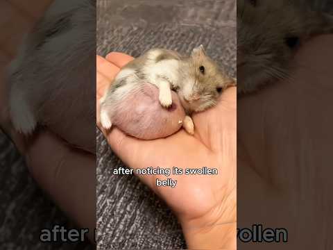 A sterile cat adopts a mouse as her baby #animals #love #shorts