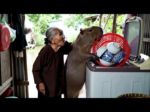 Capybara và Bà Cuộc Sống Ở Quê