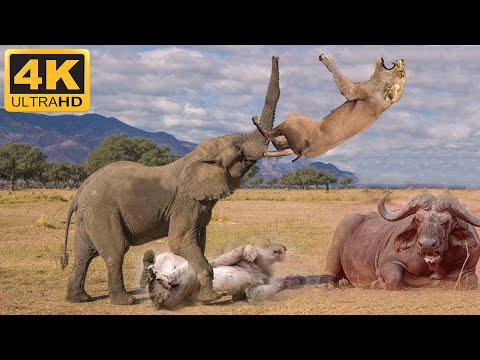 Spectacular Rescue: Brave Elephant Saves Buffalo from Ferocious Lion Pride