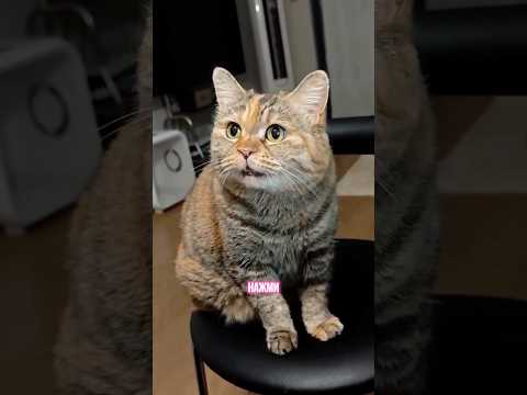 Избавляемся от неудобств с грустным котей😻 Пылесос Klesonik вместо дурацких проводов и шлангов👍