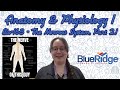 Brain Function and Protection Concepts