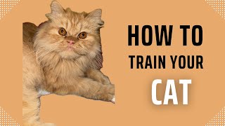 Training My Cat to Play with a Ball | Cutest Play Session Ever!