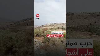 قطع وتخريب.. حرب ممنهجة على أشجار الزيتون في الضفة الغربية!