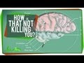 Animal Adaptations and Survival Mechanisms