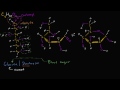 Understanding Glucose: A Key Molecule in Biology