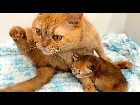 Why did a pregnant cat “adopt” a kitten before giving birth? Amazing feline behavior explained!