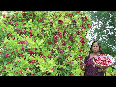 करौंदे की खट्टी और चटपटी सब्जी || Karonda ki sabji Recipe