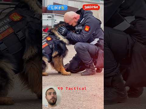 German Shepherd #tacticalshooter #dogs #k9 #usa #tacticalk9 #shortsvideo #shortvideo #k9policedogs