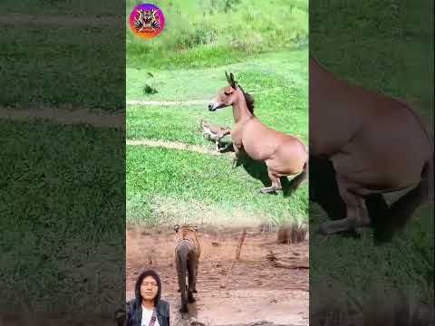 kuda panik anaknya di intai harimau #animals #shorts