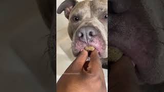 Dog Bath Routine, Deshedding and Moisturizing 🐕