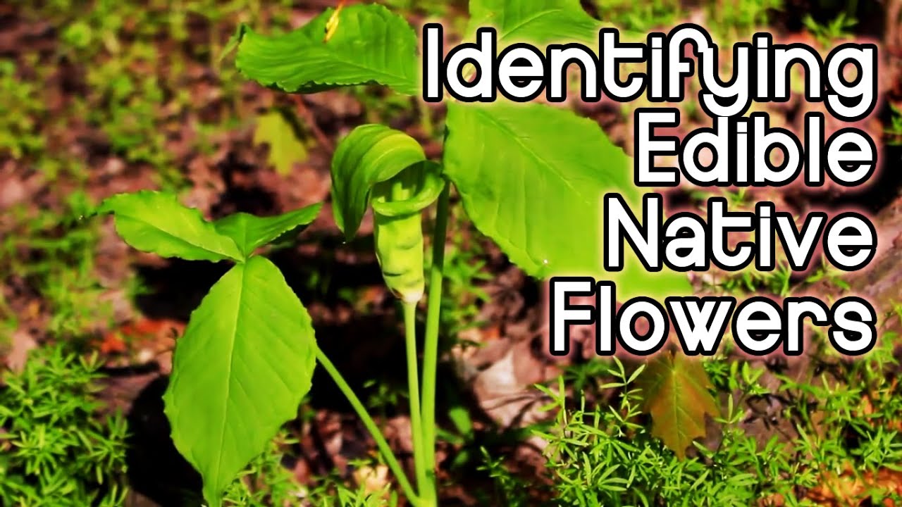 Identifying Spring Wildflowers - Foraging for Edible and Bushcraft Native Plants in the Eastern US - AdventureArchives