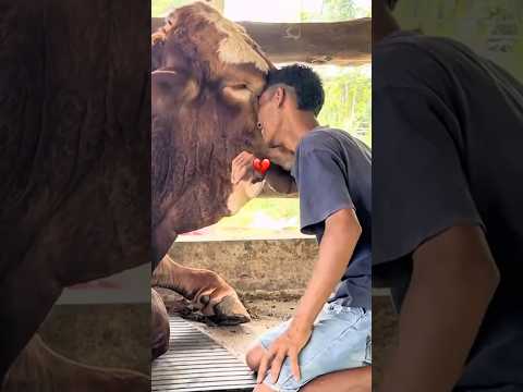 MOMEN PERPISAHAN SAPI DAN PEMILIKNYA🖤