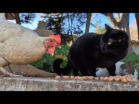 Chickens and Cats live together.