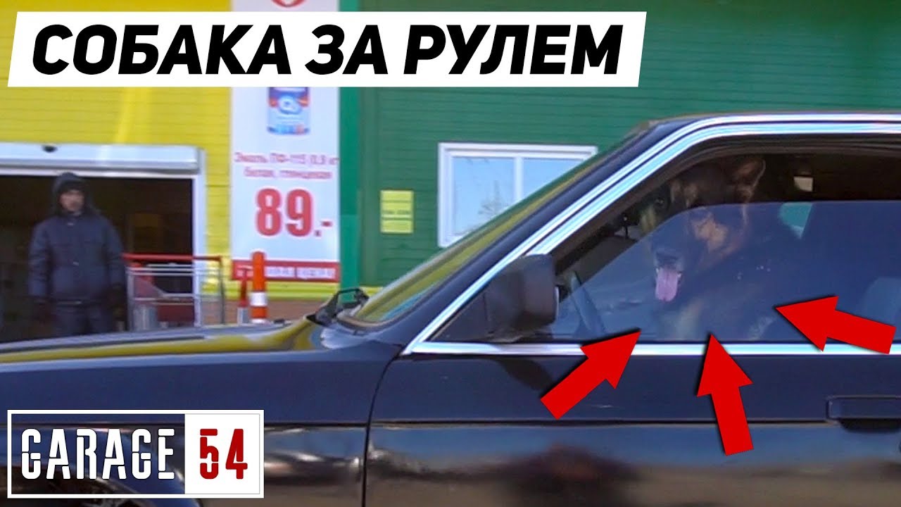 Собака едет по городу за рулем bmw