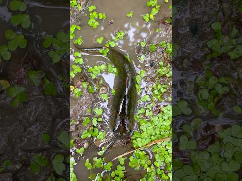 ধানের জমি থেকে হাতদিয়ে ধরেনিলাম শিঙ্গি মাছ🐟😳(678) bangla mach dhora video #villagefishing