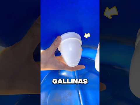 Convirtió un balde en un comedero automático para gallinas 😮