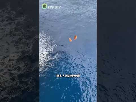 遠洋鉆井平臺上，能隨便餵魚嗎？