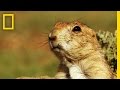 Prairie Dog Communication and Behavior