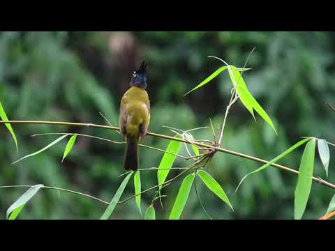 Mizoram - Unexplored Destination : Lungkulh